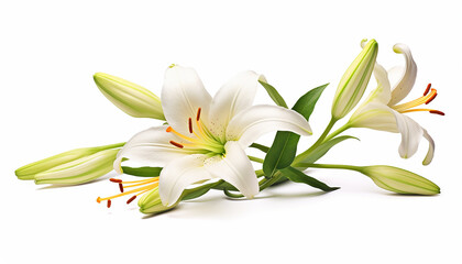 A lily elevation side view isolated
