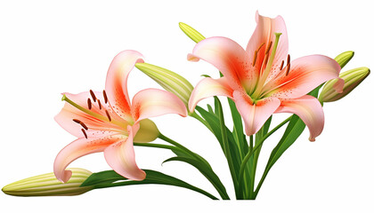 A lily elevation side view isolated
