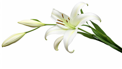 A lily elevation side view isolated