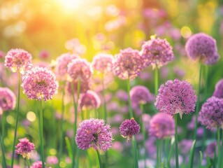 Obraz premium Purple Flowers Blooming in a Summer Garden