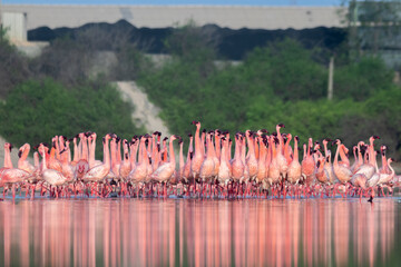 Courtship Display Of Flamingos 