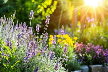 Sunlit Lavender Field, Summer Blooms & Vibrant Colors