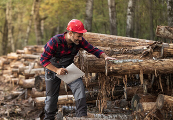 Lumberjack checking tree trunks in forest