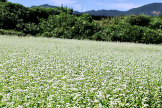 そばの花が咲く丘　白とピンクのそばの花　青空と白いそばの花の美しいコントラストが印象的な風景