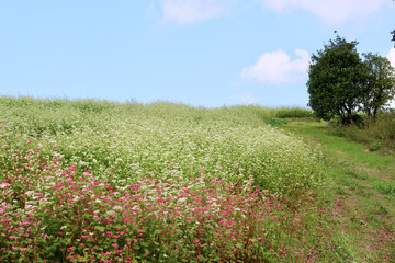 そばの花が咲く丘　白とピンクのそばの花　青空と白いそばの花の美しいコントラストが印象的な風景