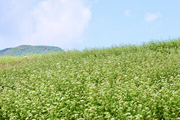 そばの花が咲く丘　白とピンクのそばの花　青空と白いそばの花の美しいコントラストが印象的な風景