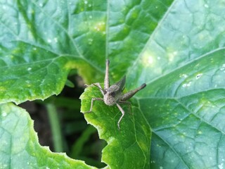 grasshopper on the leaf 