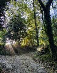 Obraz premium Autumn Sun in a Rural Cornish Landscape.