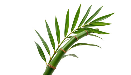 Fototapeta premium Lush Green Bamboo Stem with Vibrant Leaf Clusters on Top.