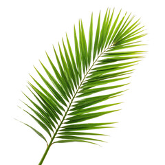 Lush Green Palm Leaf