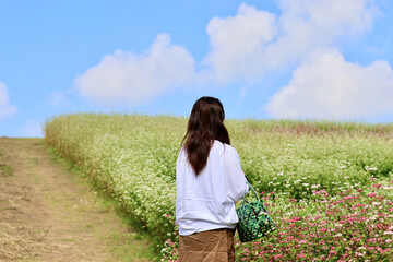 白とピンクのそばの花の丘を散歩する女性　満開のそばの花　青空と白いそばの花の美しいコントラストが印象的な風景