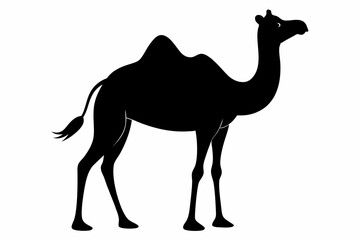 Camel silhouette on vector illustration