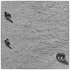 Pferde in Black and White