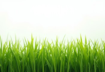 A lush bed of fresh green grass against a white background, representing nature, freshness, and...