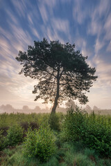 Obraz premium Ziehende Wolken hinter einem Baum im Moor