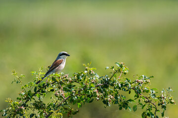 Neuntöter auf Strauch