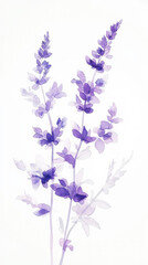 Obraz premium Salvia Sage detailed hand drawn pastel watercolor botanical image, medicinal herbs, light background. Generative AI