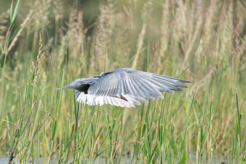 Weißbartseeschwalbe