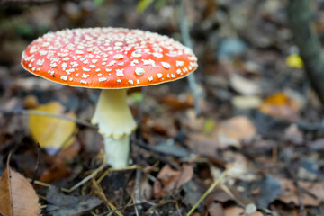 Fly Agaric Mushroom in Forest Floor – Close-up of Orange Mushroom
