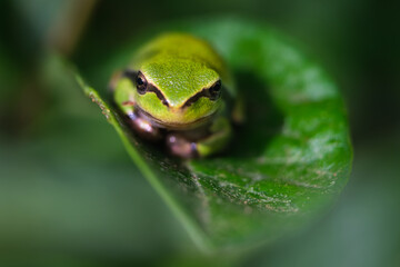 Europäischer Laufbrosch beim Sonnenbad