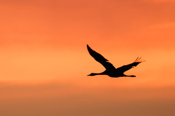 Kranich im Abendrot