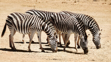 Fototapeta premium Outdoor, sustainability and group with zebra on sand for nature reserve, wildlife or environment. Natural, habitat and animal dazzle at countryside for safari destination, sanctuary or protected area