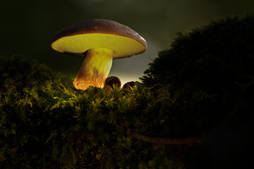 Steinpilz
Die Steinpilze sind eine Gattung aus der Familie der Dickr&ouml;hrlingsverwandten. Unter dem Gattungsnamen Dickr&ouml;hrlinge wurden fr&uuml;her einige gr&ouml;&szlig;ere R&ouml;hrlinge zu Boletus gez&auml;hlt.
