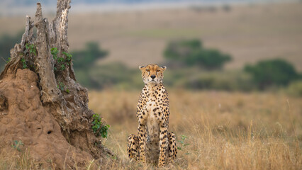 cheetah in the savannah