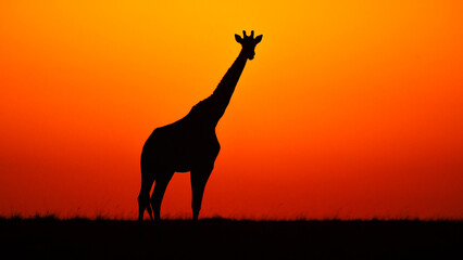 giraffe silhouette at sunset © Sateesh