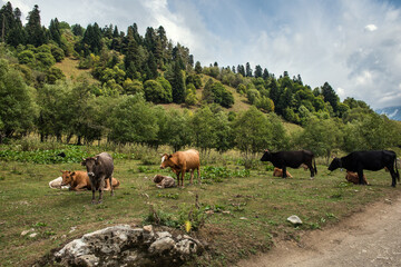 Fototapeta premium Cows pasturing in the valley, green forest and blue sky