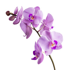 Delicate purple orchid blossoms gracefully arranged on a clean transparent background for a serene aesthetic touch, purple orchid blossom on transparent background
