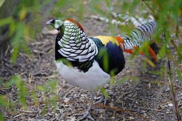 Lady Amherst's pheasant (Chrysolophus amherstiae) is a bird of the order Galliformes and the family Phasianidae. Vogelpark Walsrode, Germany.