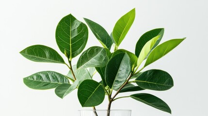 Fototapeta premium Fresh Green Leaves in a Glass Container