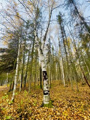 Birch trees in autumn