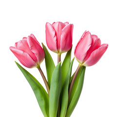 Three Pink Tulips with Green Leaves Displaying Natural Beauty