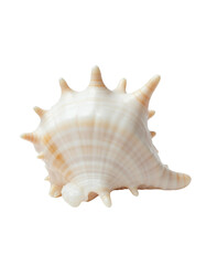 Unique Spiny Seashell with Natural Patterns and Texture.