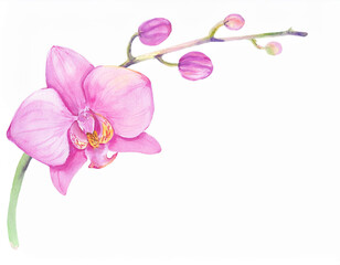 Botanical Pink Orchid Flower Closeup Illustration