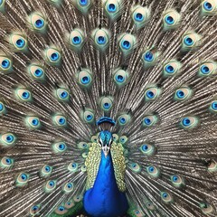 Obraz premium A stunning male peacock displaying its vibrant plumage in a mesmerizing fan of blue and green feathers.