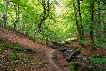 Fototapeta premium Irati Jungle. Navarra, Spain. The Irati jungle (Iratiko oihana) is a forest distributed between Navarra (Spain) and France. It is one of the largest and best preserved beech and fir forests in Europe