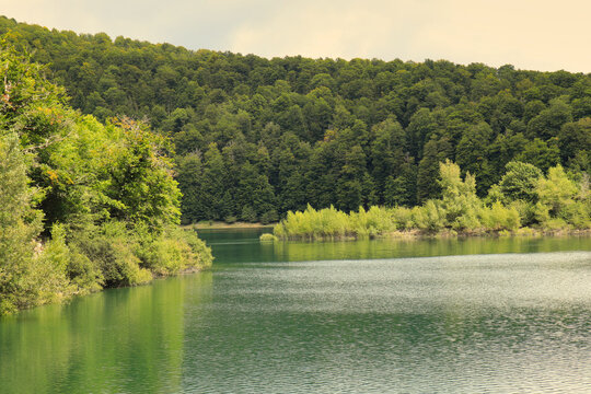 Irabia Swamp. Irati Jungle. Navarra, Spain. The Irati jungle is a forest distributed between Navarra (Spain) and France. It is one of the largest and best preserved beech and fir forests in Europe.
