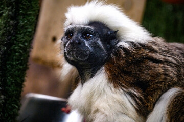 cotton top tamarin