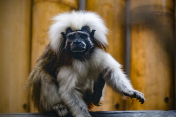 cotton top tamarin