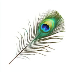 Obraz premium A vibrant peacock feather showcasing rich hues of blue and green against a white background.