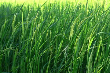 Rice fields, green rice plants and rice panicles