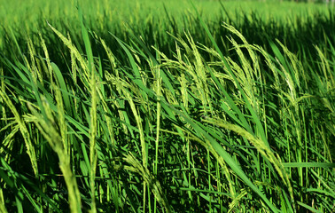 Rice fields, green rice plants and rice panicles