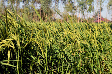 Rice fields, green rice plants and rice panicles