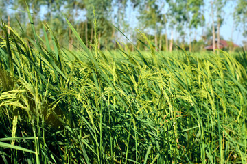 Rice fields, green rice plants and rice panicles