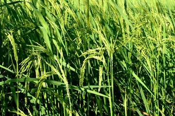 Rice fields, green rice plants and rice panicles