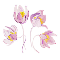 bouquet of flowers. Hand drawn white flowers. Watercolor illustration. 