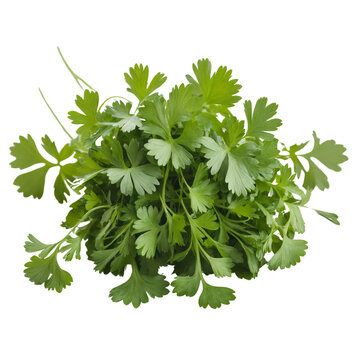 Cilantro (coriandrum sativum): a versatile medicinal and culinary herb with rich bioactive properties. 4000 x 4000 PNG